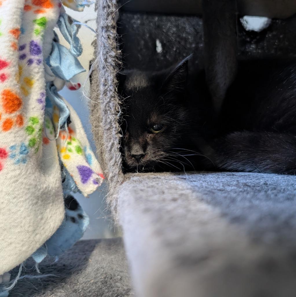 Ramen, Adoptable, Young Female Domestic Short Hair.