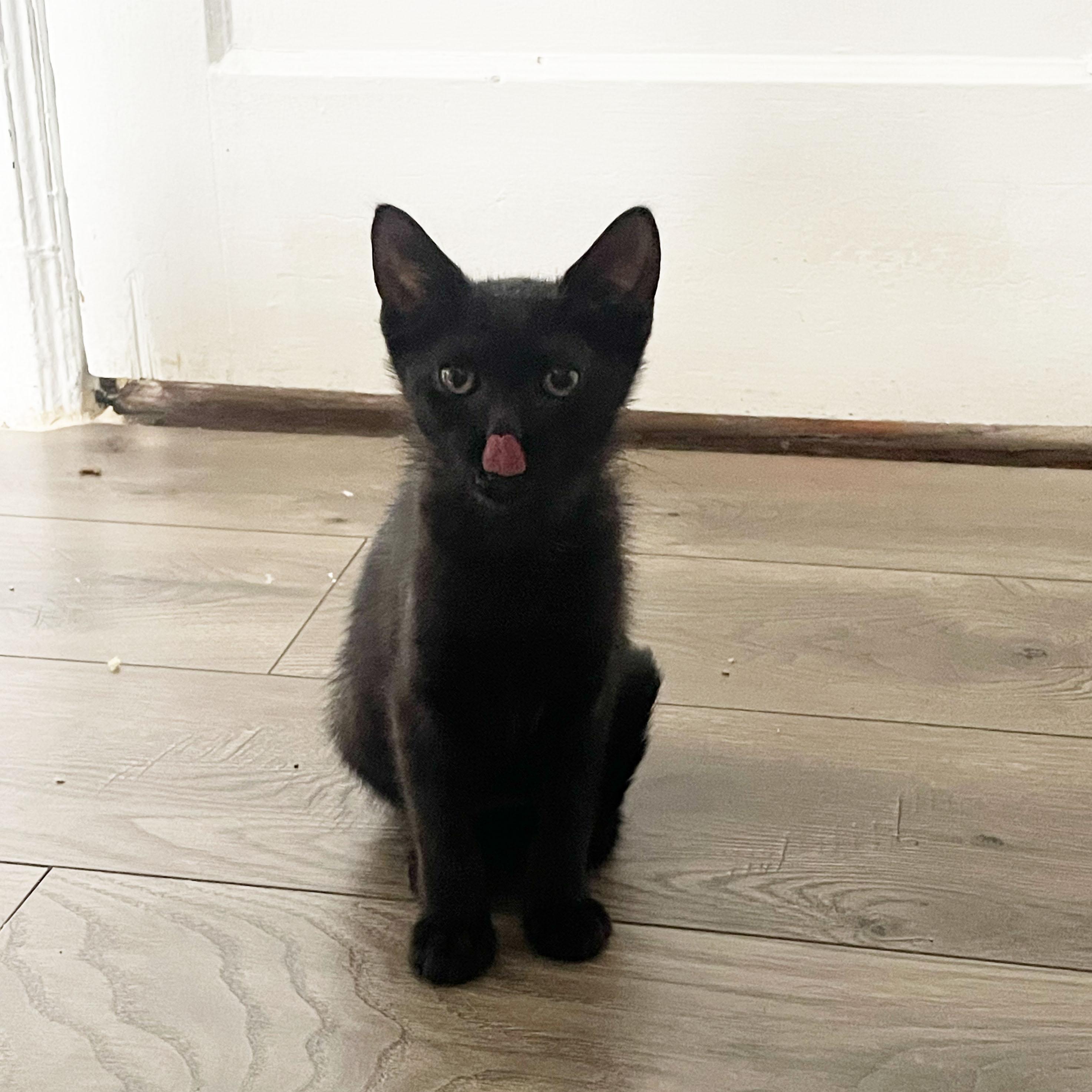 Enlarge Rudder, a Adoptable Domestic Short Hair in BROOKLYN, NY image 5/6