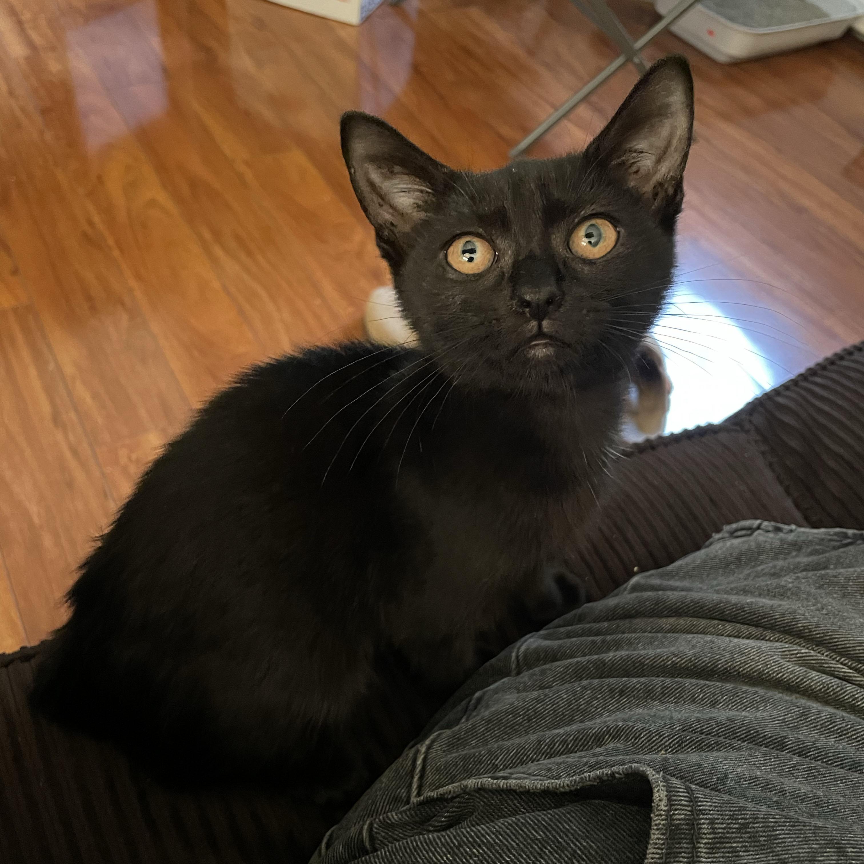 Enlarge Rudder, a Adoptable Domestic Short Hair in BROOKLYN, NY image 4/6
