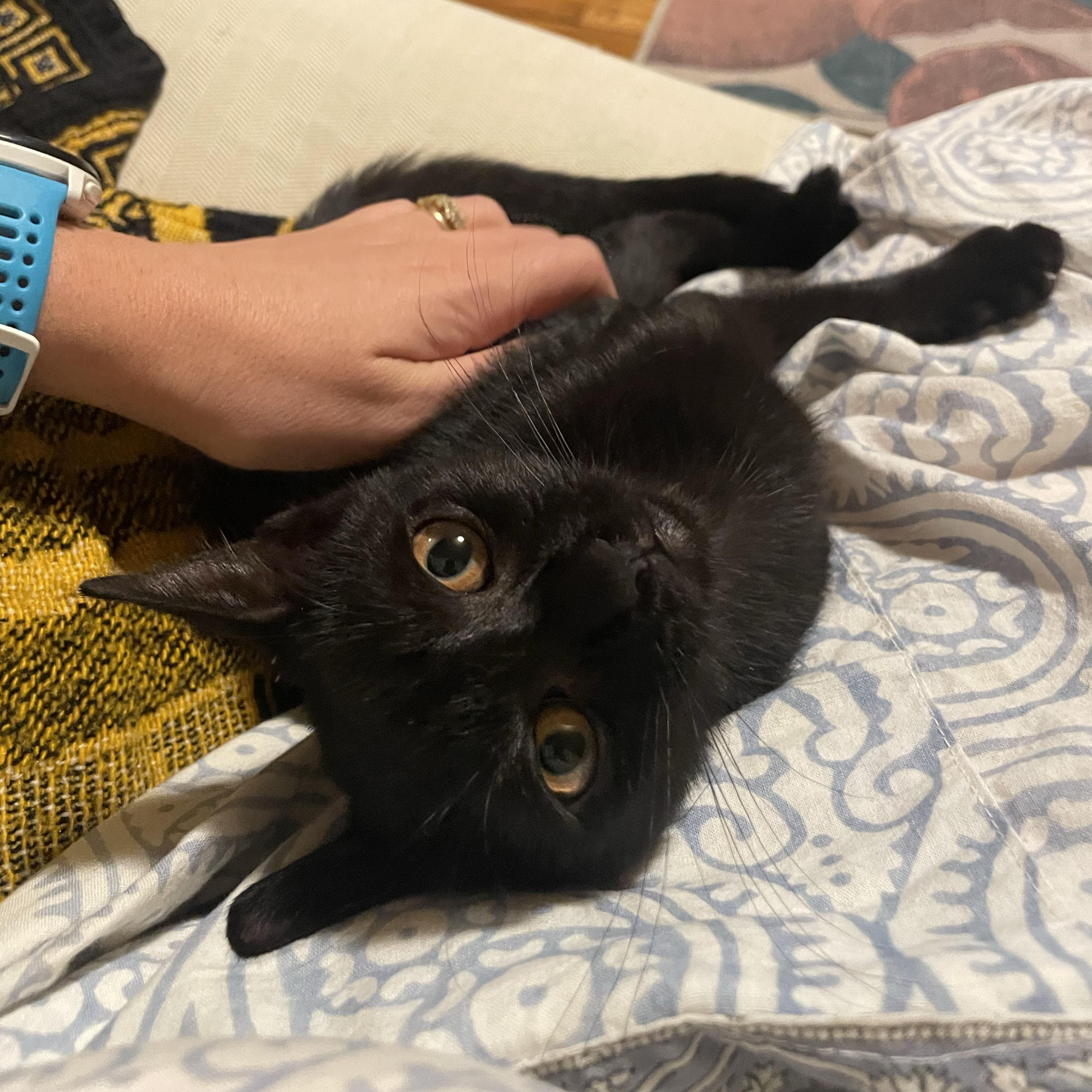 Enlarge Rudder, a Adoptable Domestic Short Hair in BROOKLYN, NY image 3/6