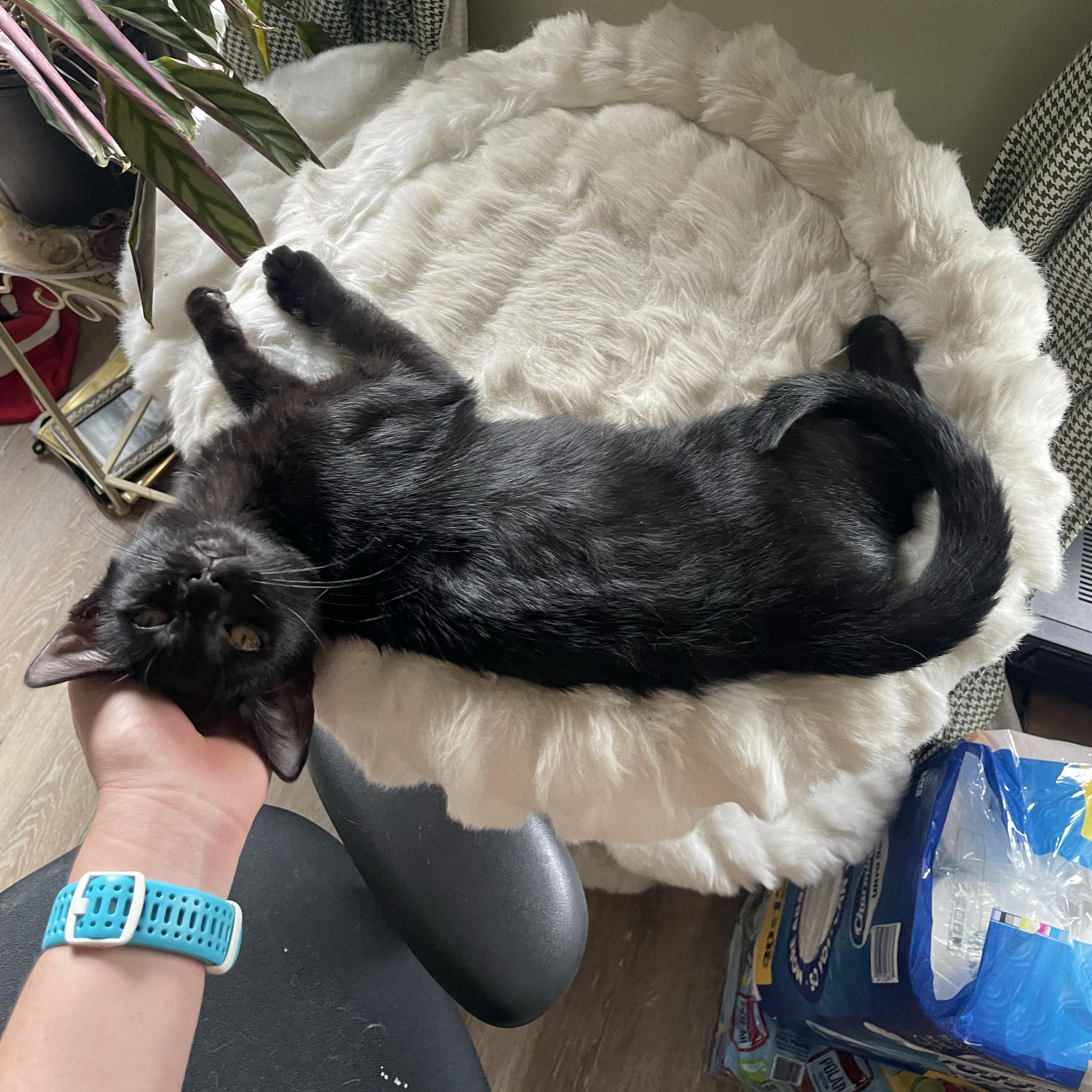 Enlarge Rudder, a Adoptable Domestic Short Hair in BROOKLYN, NY image 2/6