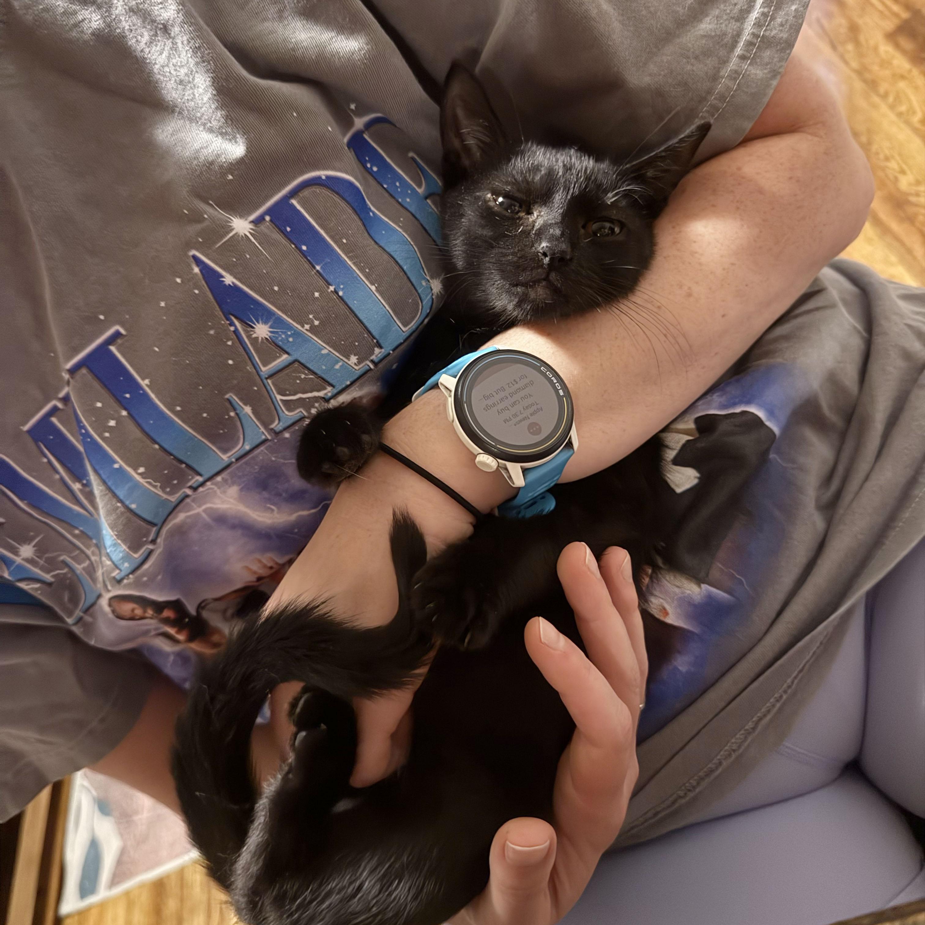 Enlarge Rudder, a Adoptable Domestic Short Hair in BROOKLYN, NY image 6/6