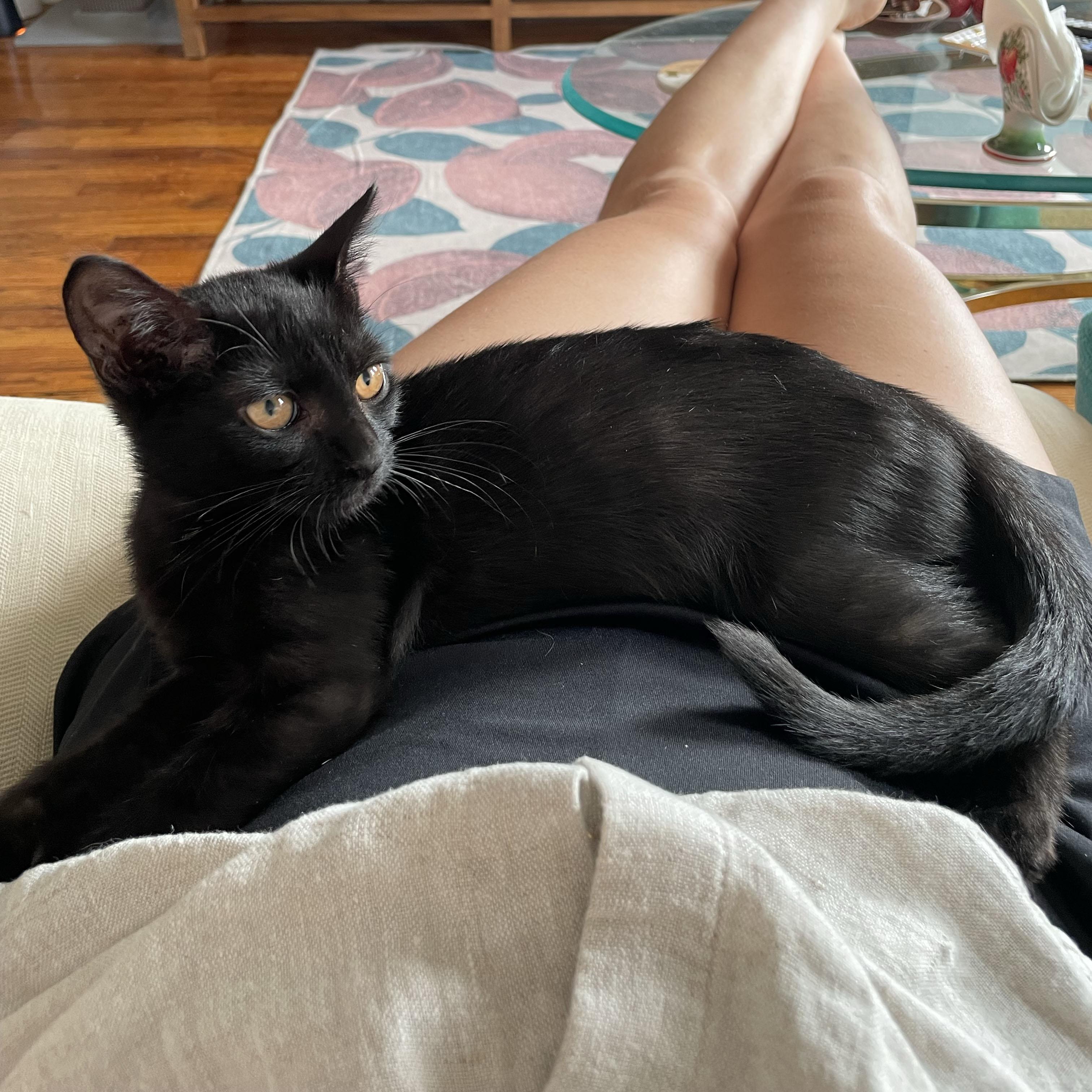 Enlarge Rudder, a Adoptable Domestic Short Hair in BROOKLYN, NY image 1/6