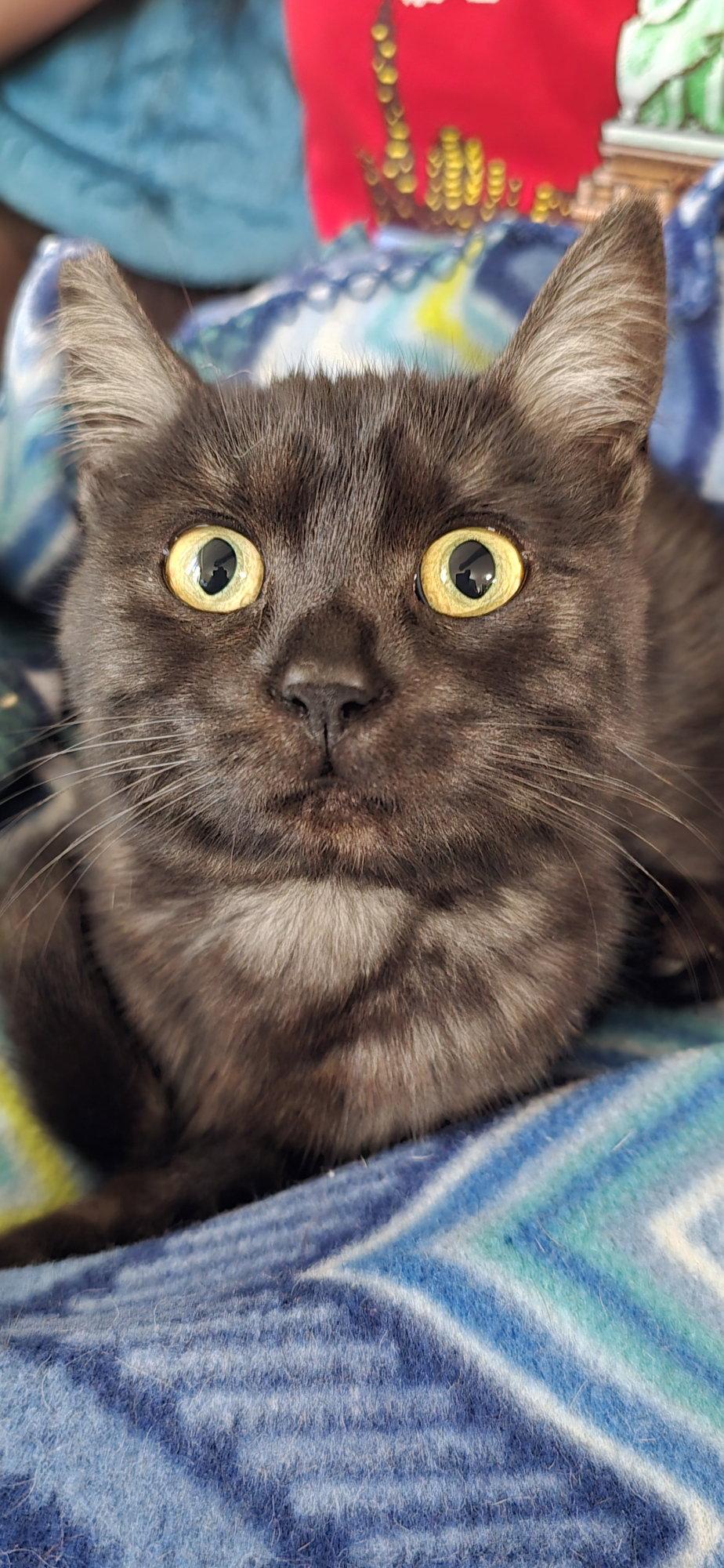 Enlarge Secret, a Adopted Domestic Short Hair in Vacaville, CA image 1/2