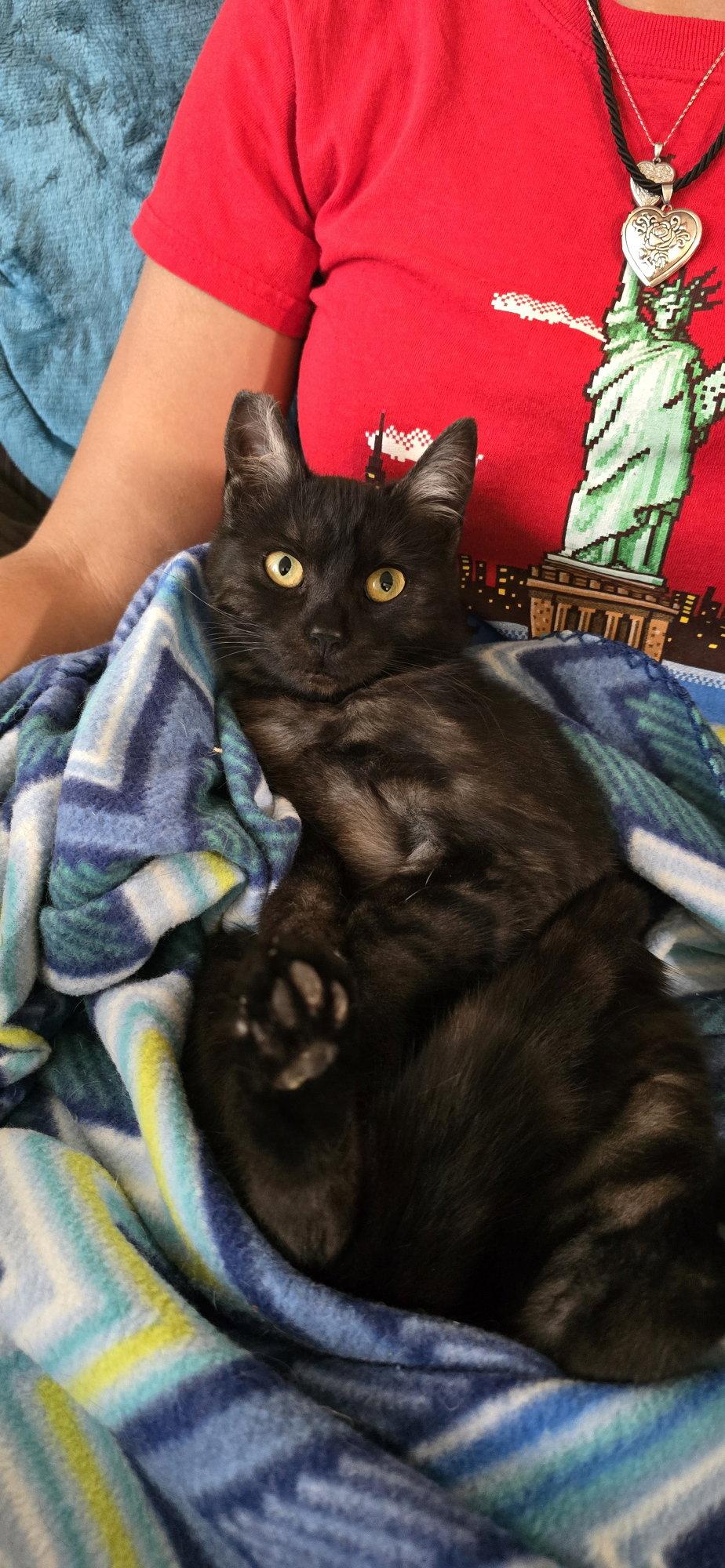 Enlarge Secret, a Adopted Domestic Short Hair in Vacaville, CA image 2/2