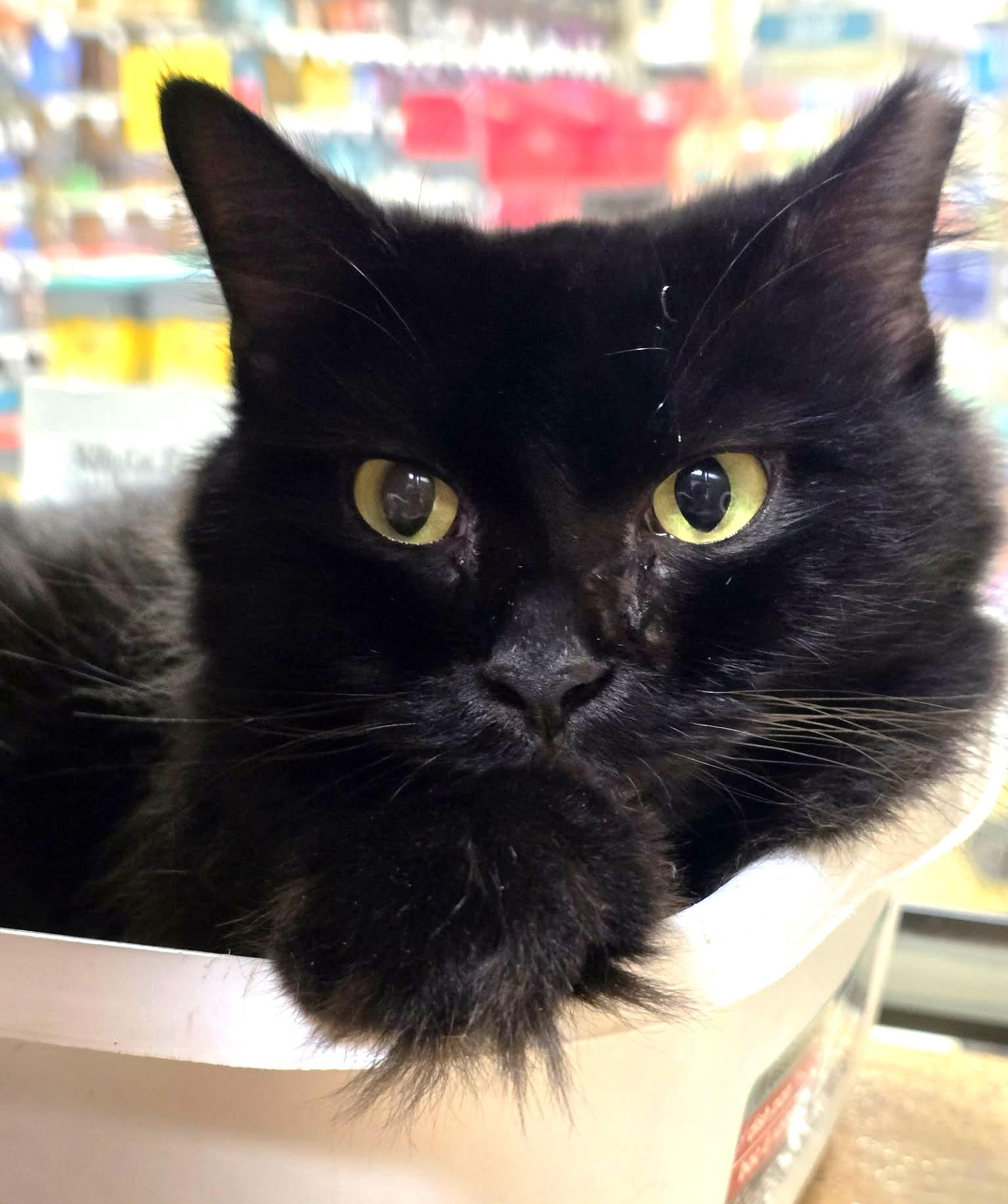 Velvet, Adoptable, Adult Female Domestic Medium Hair.