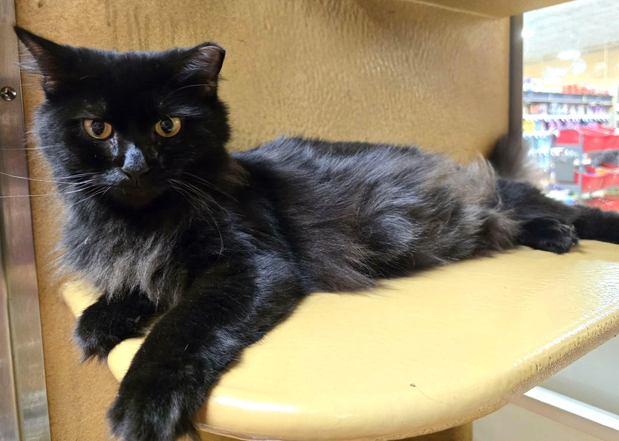 Enlarge Velvet, a Adoptable Domestic Medium Hair in Lakeland, FL image 4/6