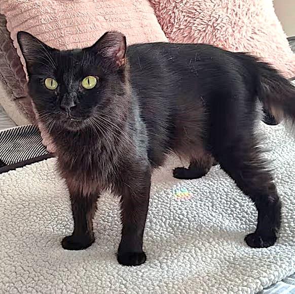 Enlarge Velvet, a Adoptable Domestic Medium Hair in Lakeland, FL image 5/6