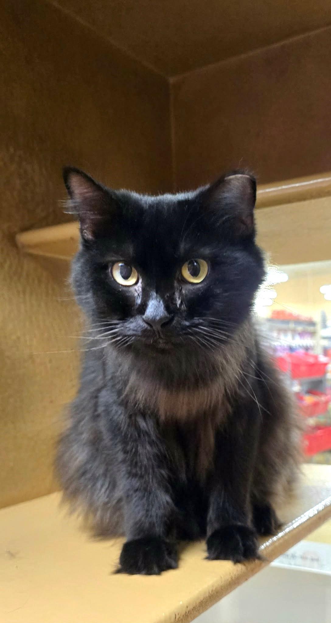 Enlarge Velvet, a Adoptable Domestic Medium Hair in Lakeland, FL image 3/6