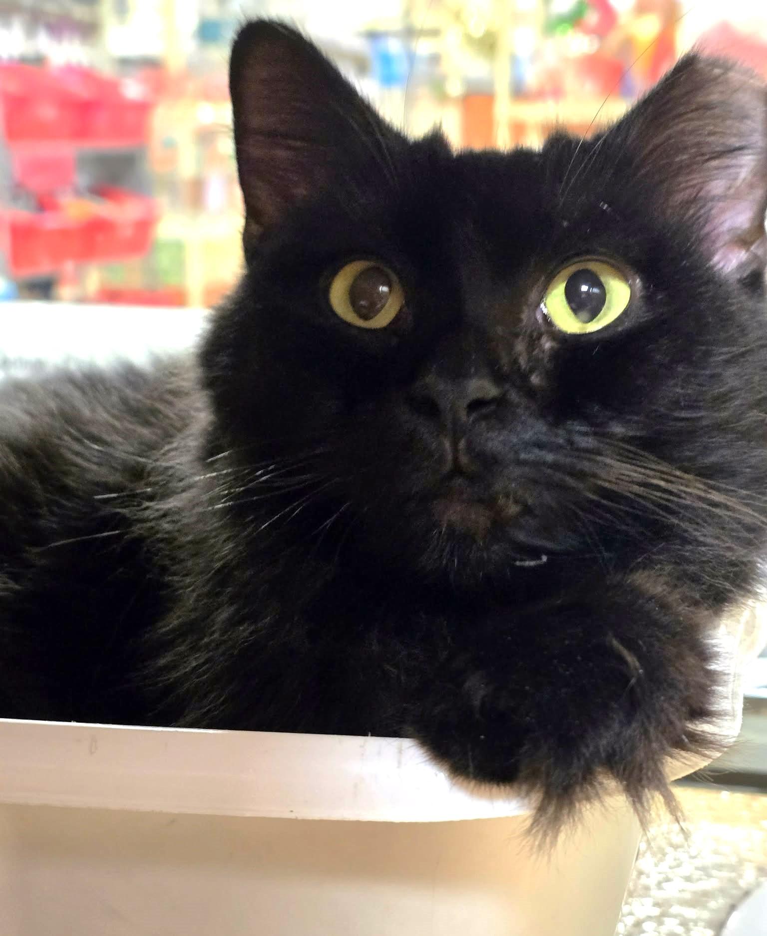Enlarge Velvet, a Adoptable Domestic Medium Hair in Lakeland, FL image 2/6