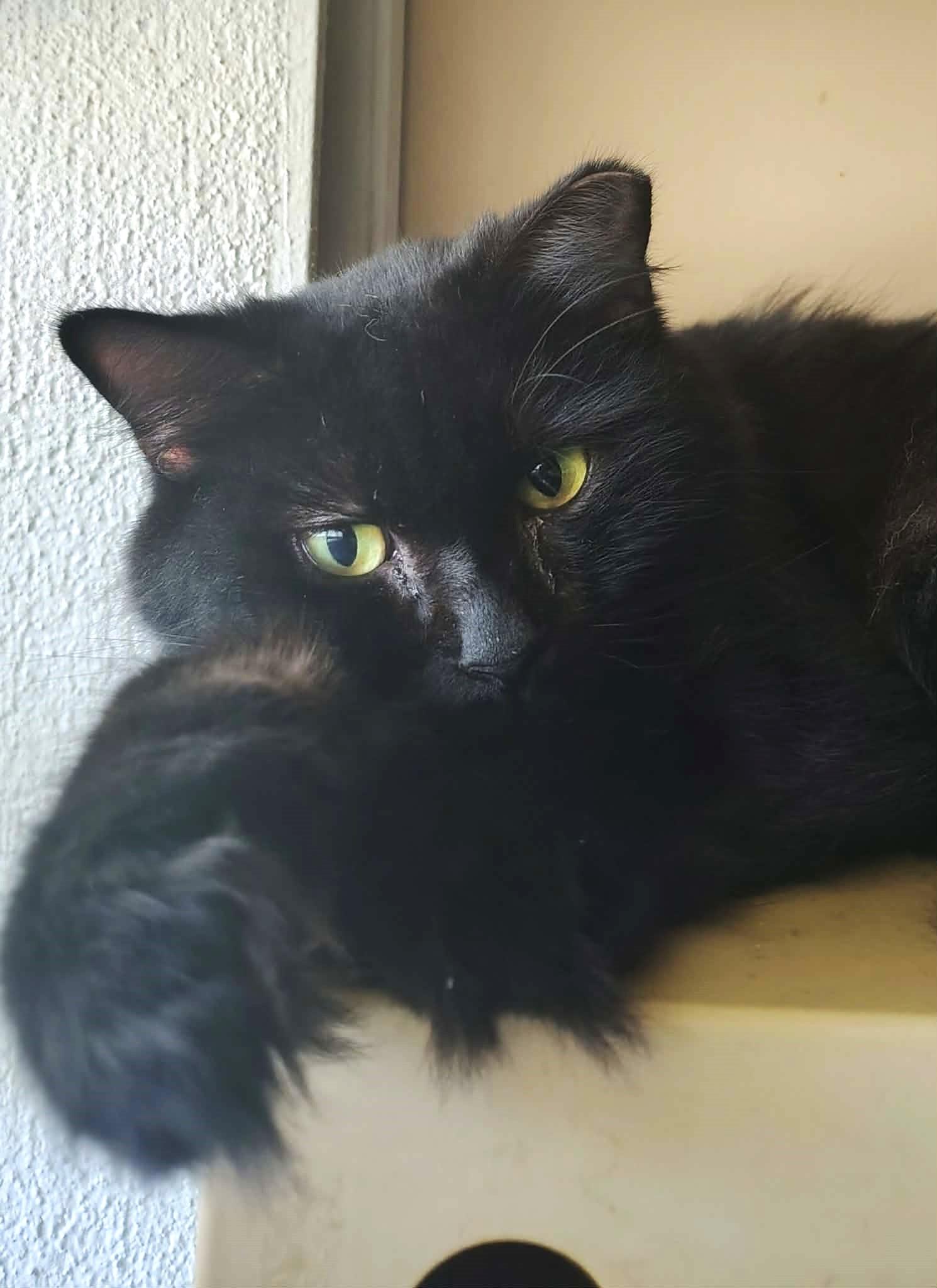 Enlarge Velvet, a Adoptable Domestic Medium Hair in Lakeland, FL image 6/6