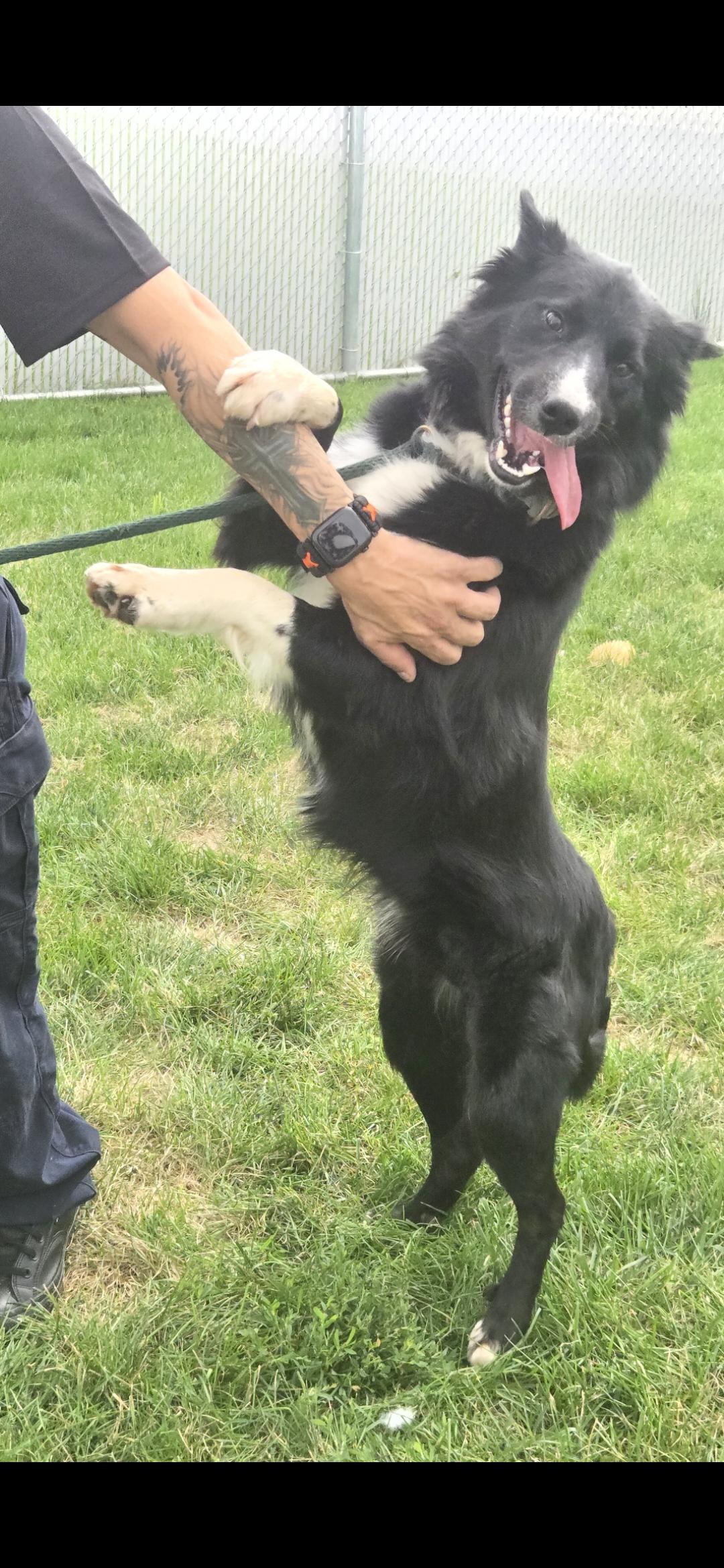 Enlarge Bratwurst, a Adoptable Border Collie in Joliet, IL image 2/2