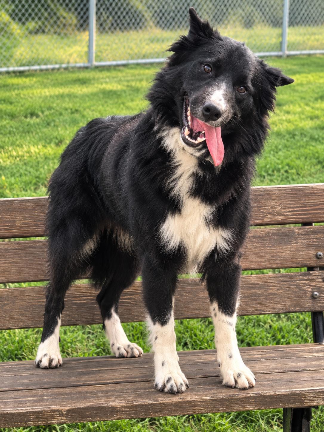 Bratwurst, Adoptable, Young Male Border Collie.