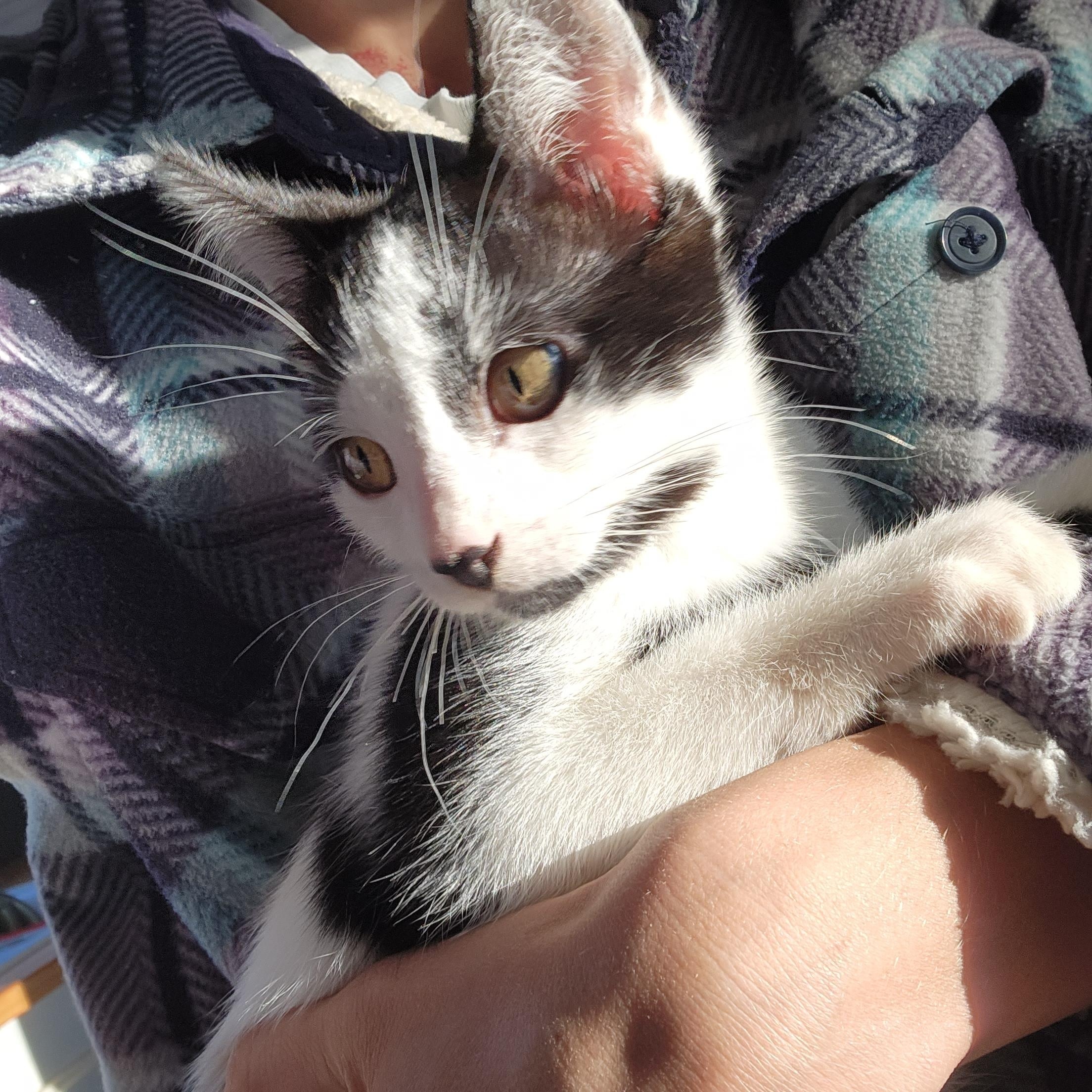 Enlarge Moomin, a ADOPTABLE mixed breed in Coffeyville, KS image 2/5