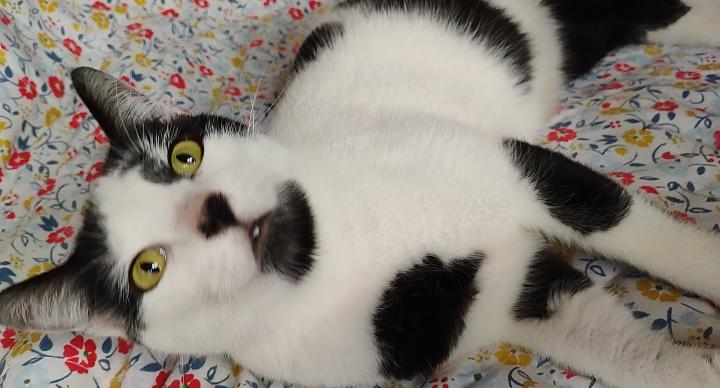 Enlarge Moomin, a ADOPTABLE mixed breed in Coffeyville, KS image 1/5