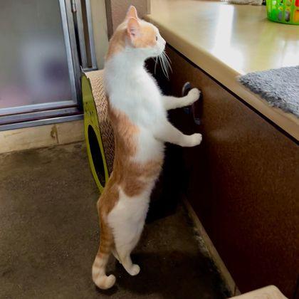 Cattuchino, Adoptable, Senior Male Domestic Short Hair & Domestic Short Hair.