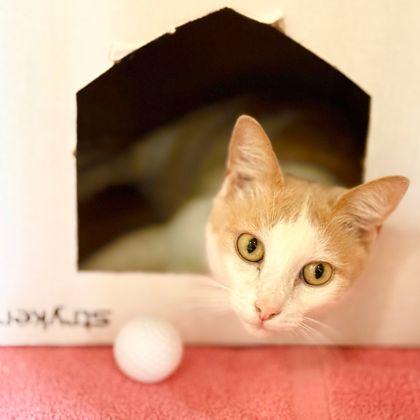 Enlarge Cattuchino, a Adoptable Domestic Short Hair in Honolulu, HI image 2/3