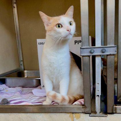 Enlarge Cattuchino, a Adoptable Domestic Short Hair in Honolulu, HI image 3/3