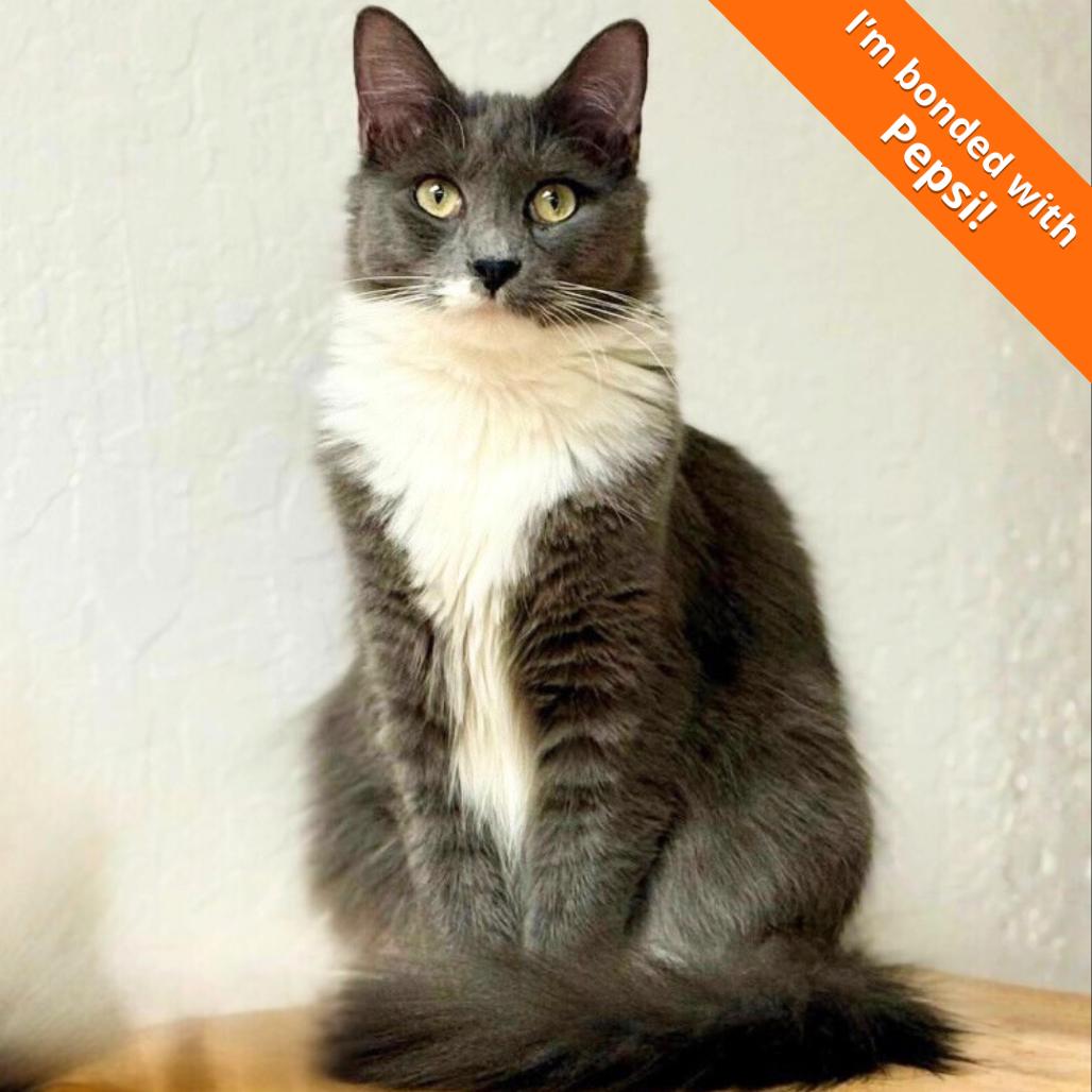 Soba, Adoptable, Young Female Domestic Short Hair.