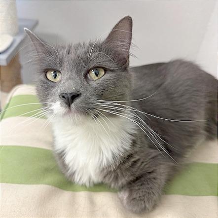 Soba, a Adoptable Domestic Short Hair in Pleasant Hill, CA image 4/6