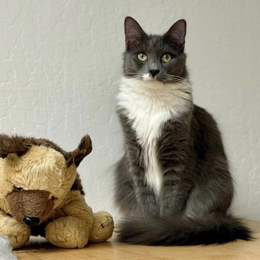 Soba, a Adoptable Domestic Short Hair in Pleasant Hill, CA image 6/6