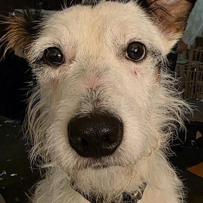 Enlarge Max, an adoptable mixed breed in Toledo, OH image 2/2