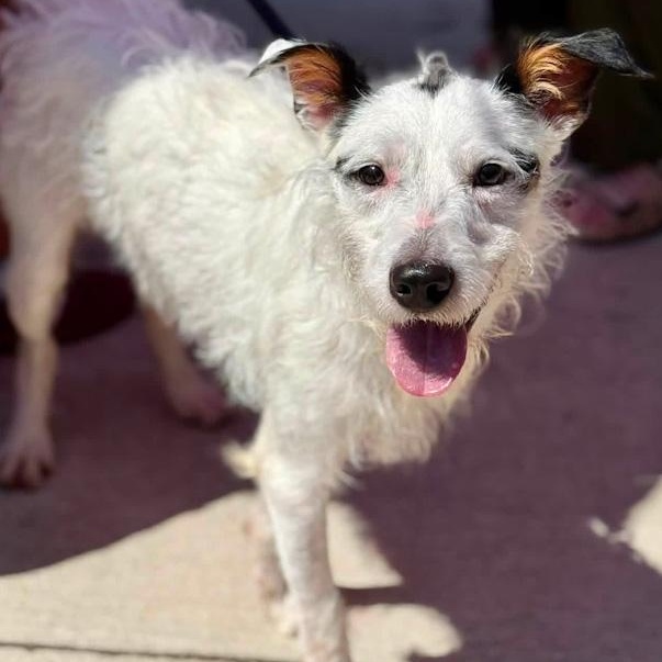 Max, adoptable, Adult Male Wirehaired Terrier.