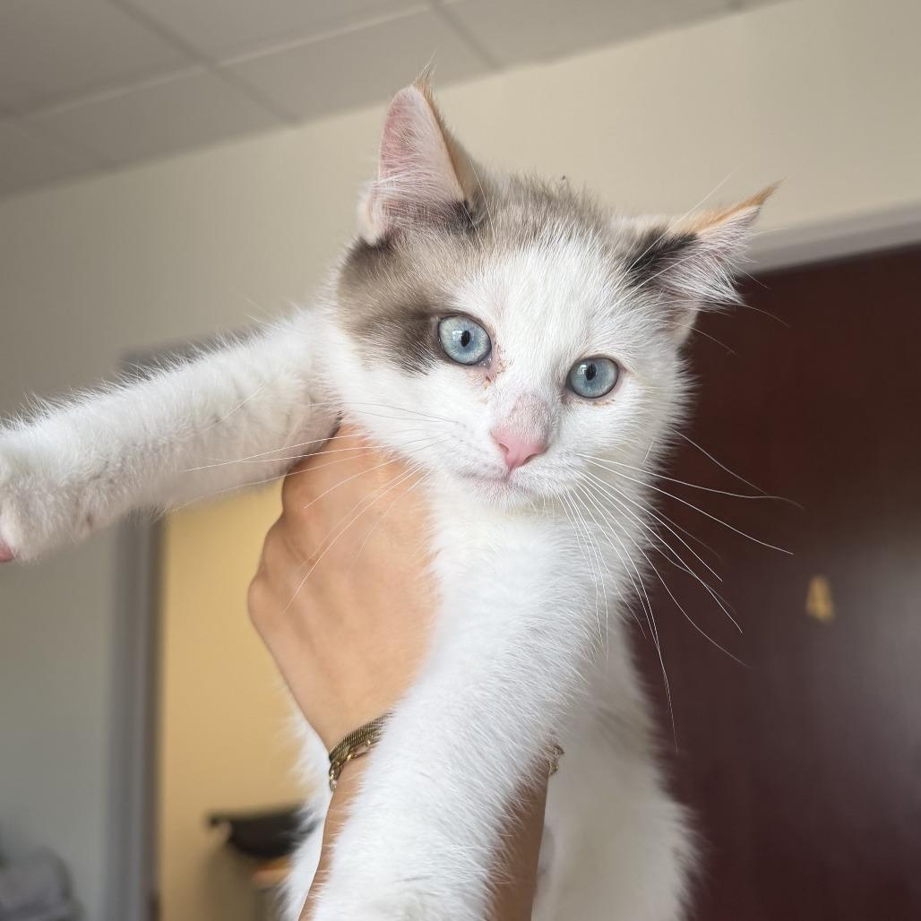 Salad Fork, a Adoptable Domestic Short Hair in St. Paul, MN image 1/2