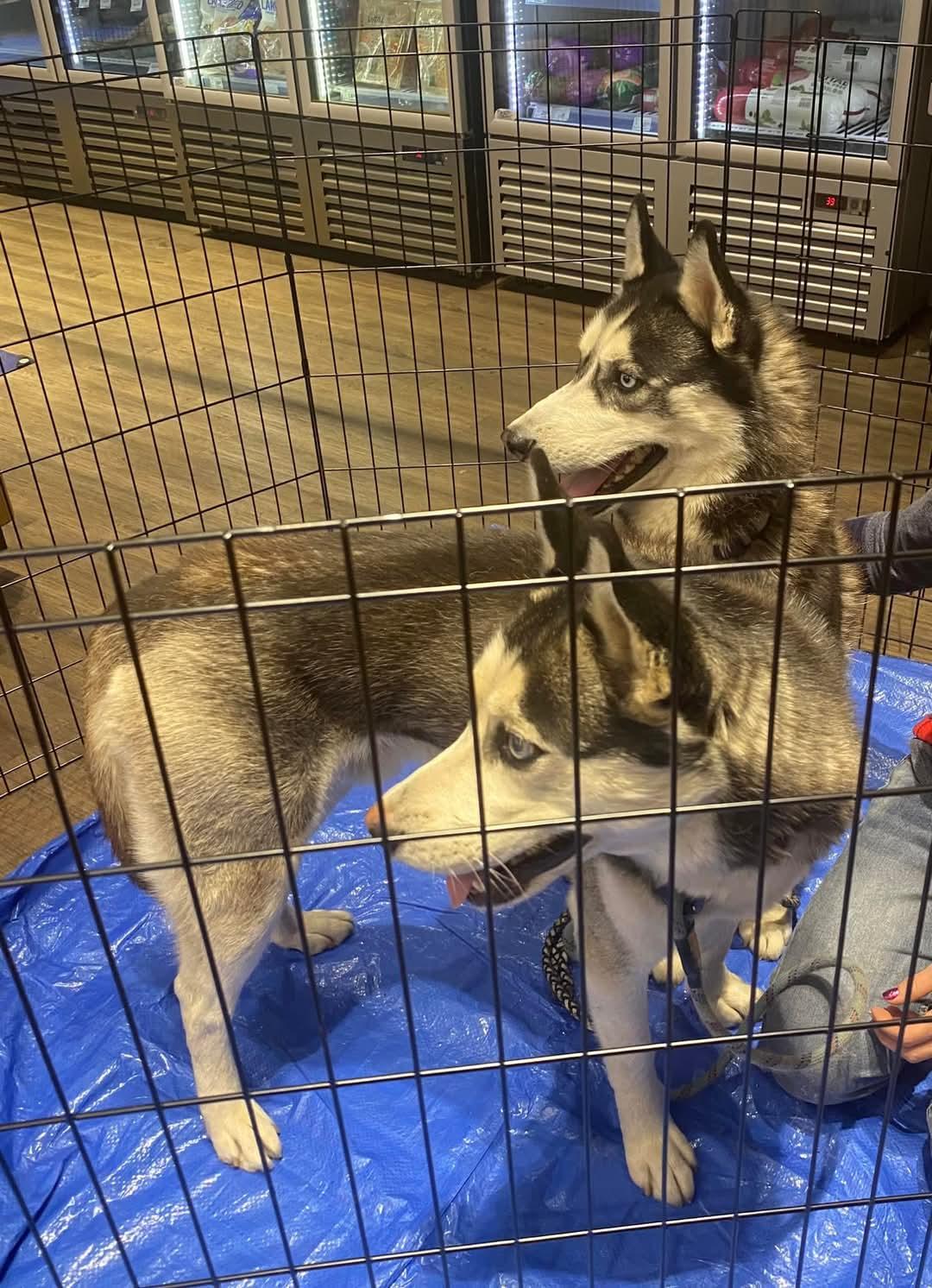 Demon, a Adoptable Husky in Pocatello, ID image 6/6