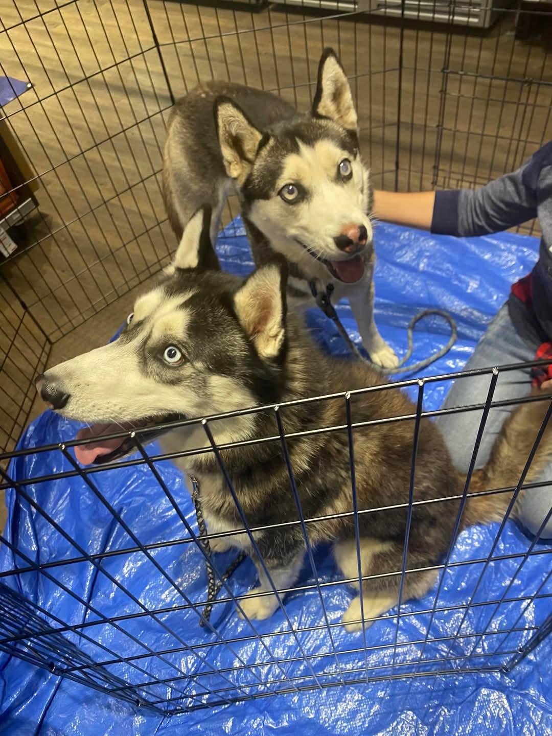 Demon, a Adoptable Husky in Pocatello, ID image 5/6
