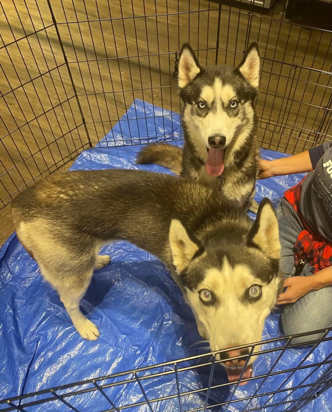 Demon, a Adoptable Husky in Pocatello, ID image 4/6