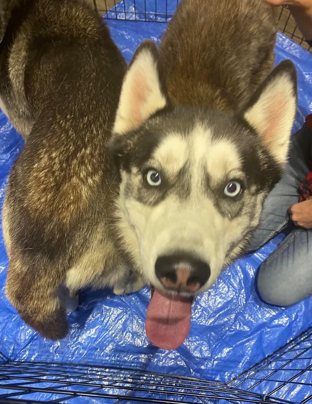 Demon, a Adoptable Husky in Pocatello, ID image 2/6