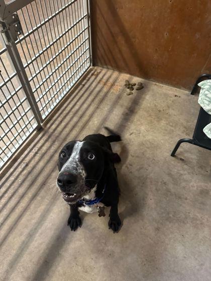 Enlarge Jainy, a Adoptable mixed breed in Burlington, WA image 1/3