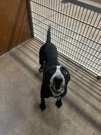 Enlarge Jainy, a Adoptable mixed breed in Burlington, WA image 2/3