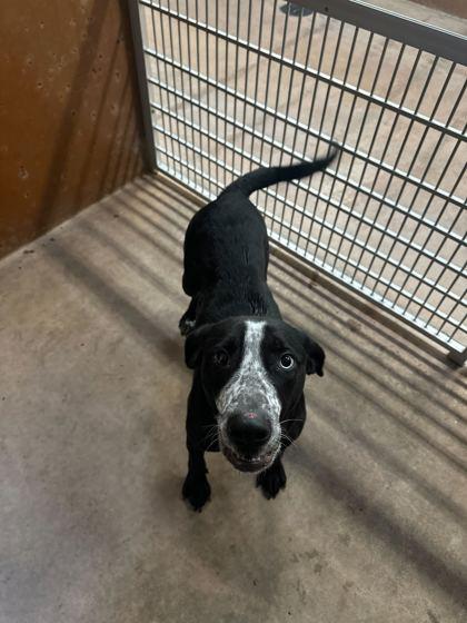 Enlarge Jainy, a Adoptable mixed breed in Burlington, WA image 3/3