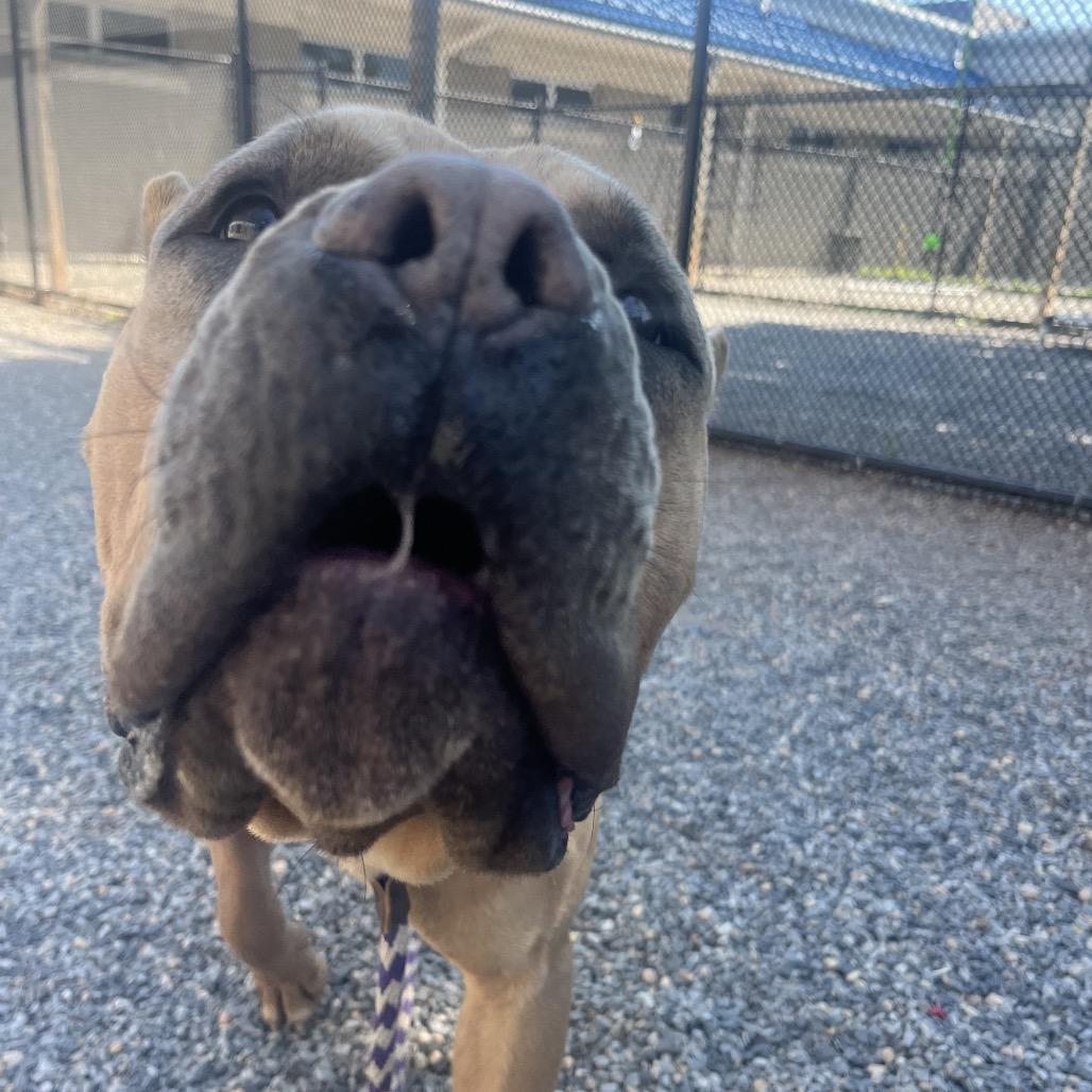 Enlarge Ford Ranger, a Adoptable Mastiff in York, PA image 1/6