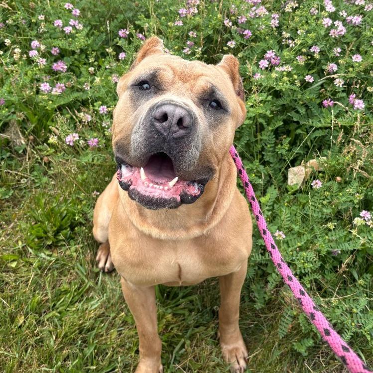 Enlarge Ford Ranger, a Adoptable Mastiff in York, PA image 2/6