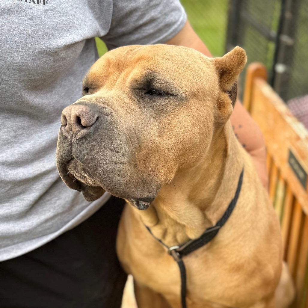 Enlarge Ford Ranger, a Adoptable Mastiff in York, PA image 3/6