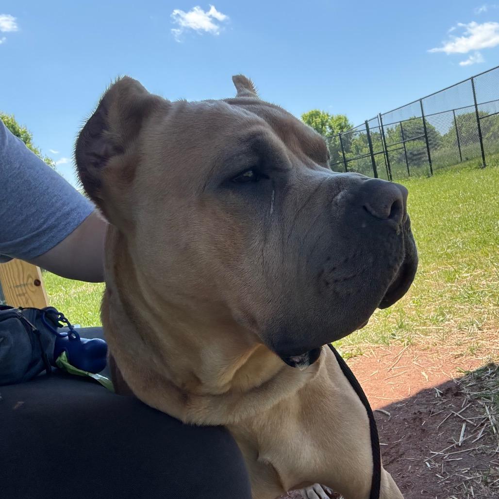 Enlarge Ford Ranger, a Adoptable Mastiff in York, PA image 4/6