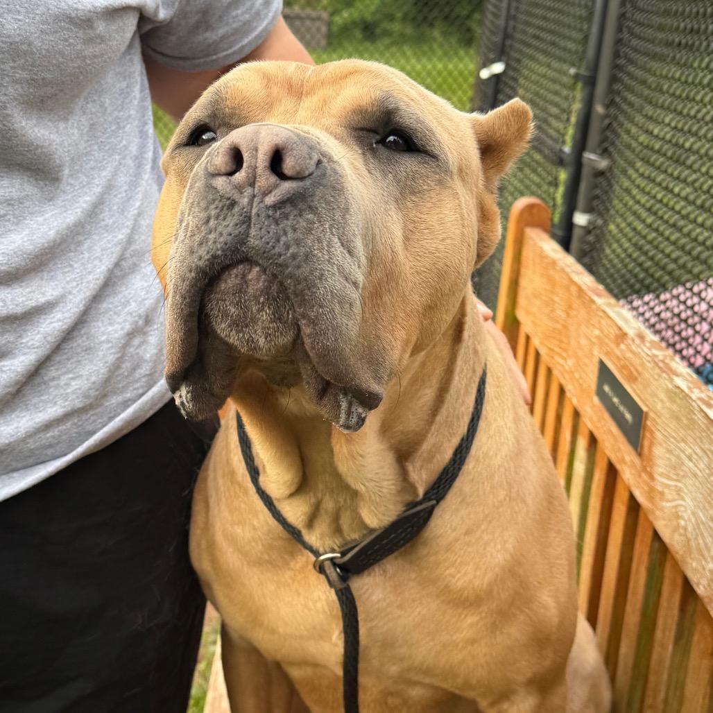 Enlarge Ford Ranger, a Adoptable Mastiff in York, PA image 5/6