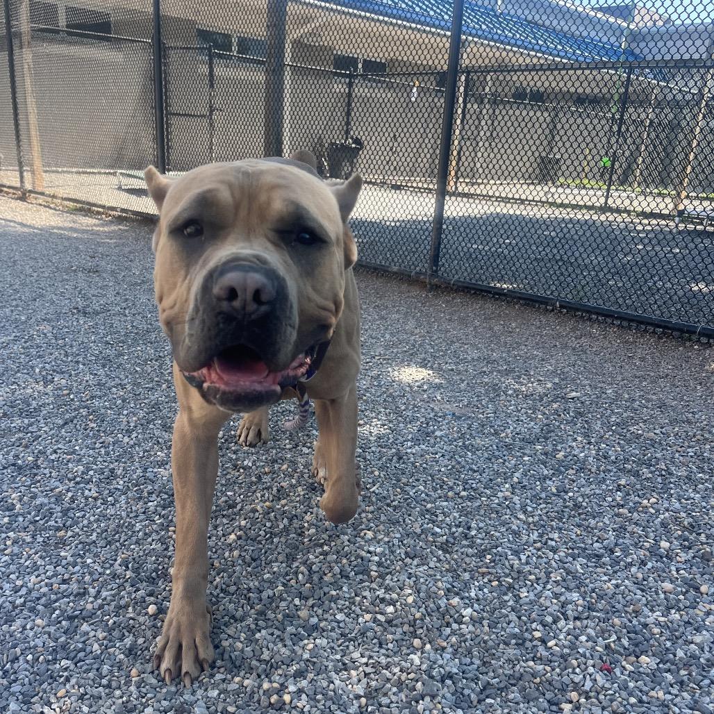 Enlarge Ford Ranger, a Adoptable Mastiff in York, PA image 6/6