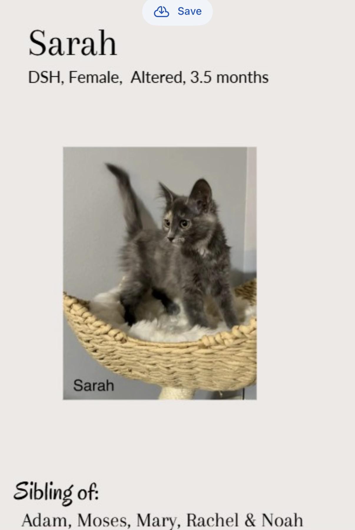 Sarah, ADOPTABLE, Kitten Female Maine Coon & Tortoiseshell.
