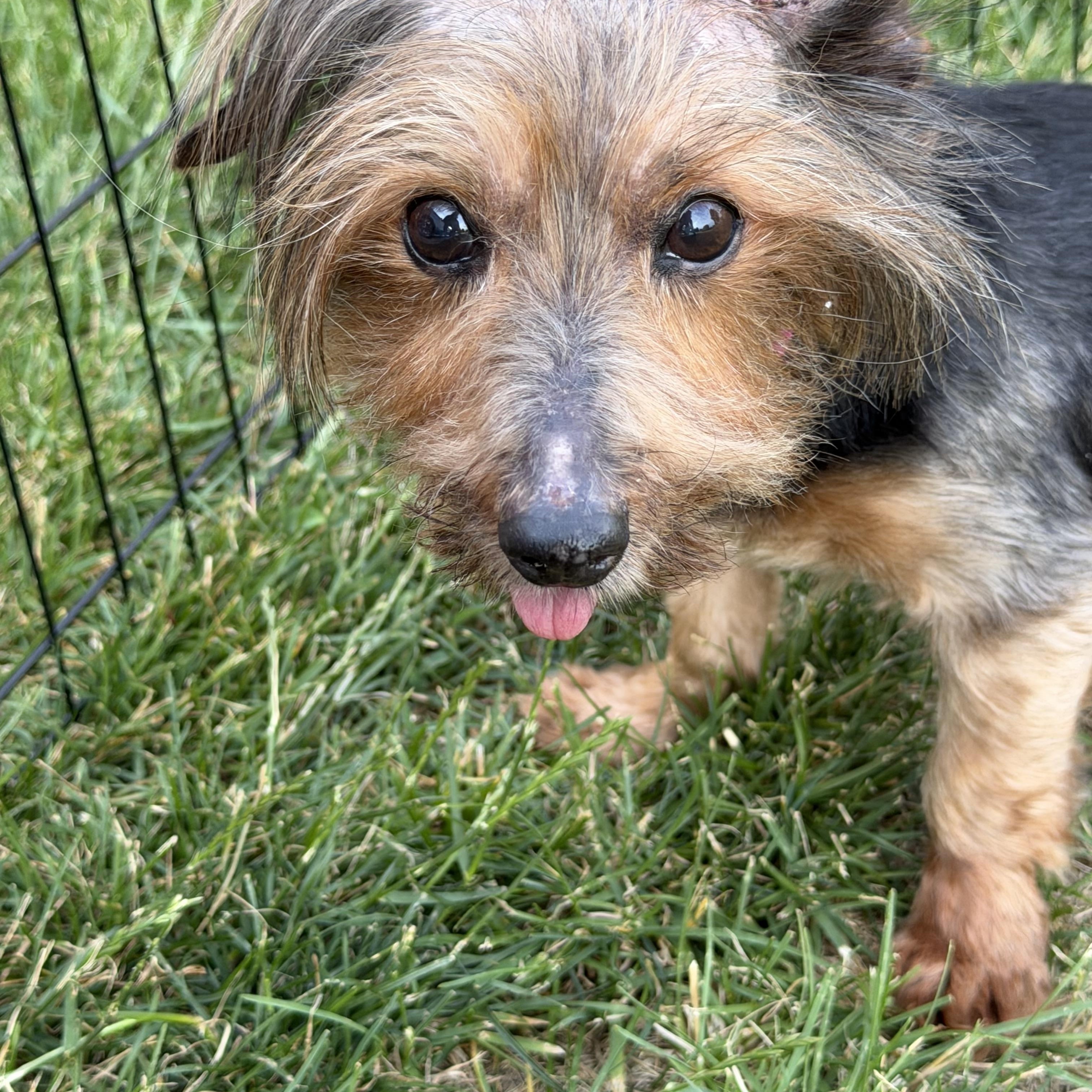 Enlarge Harriet, a ADOPTABLE mixed breed in Bettendorf, IA image 2/4
