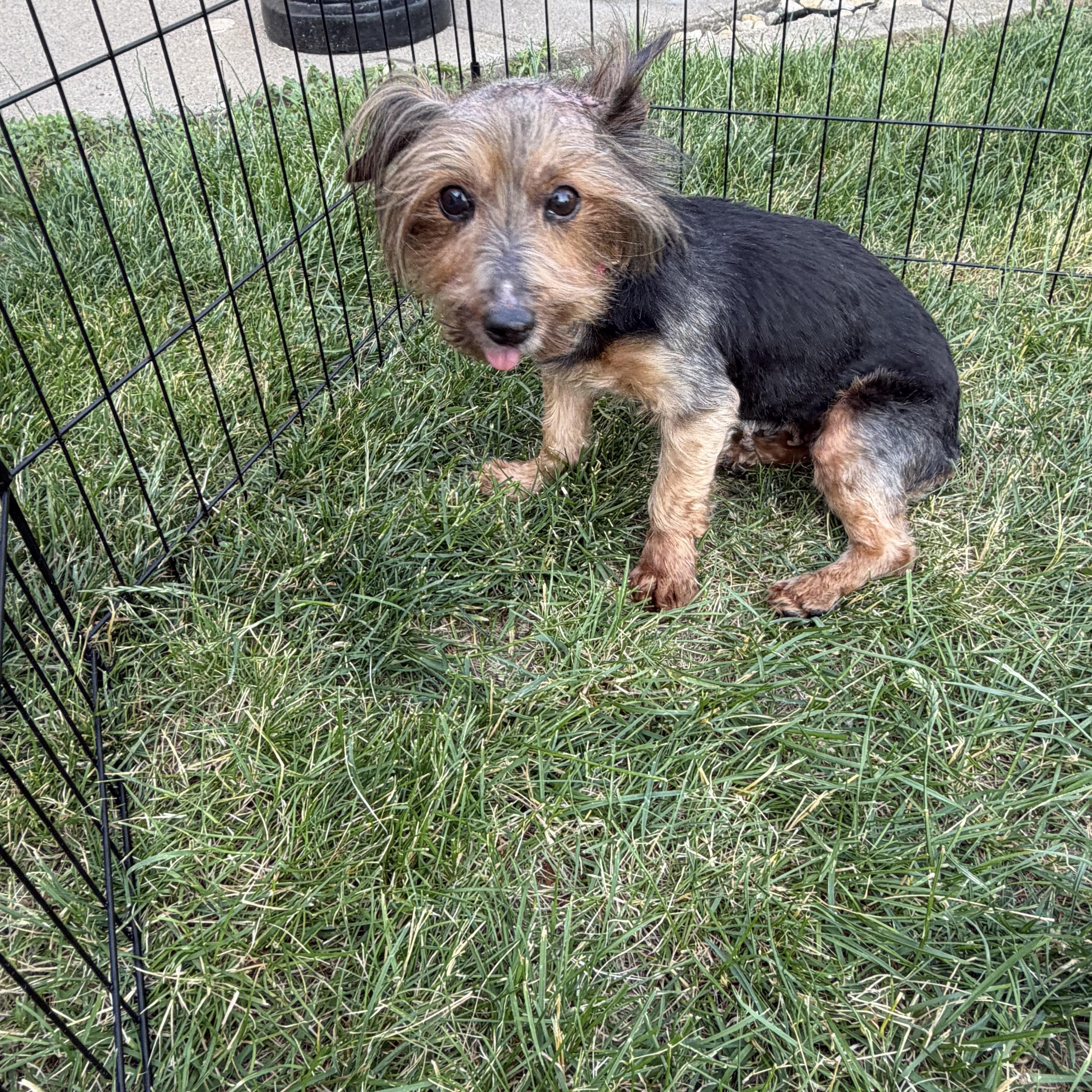Enlarge Harriet, a ADOPTABLE mixed breed in Bettendorf, IA image 4/4