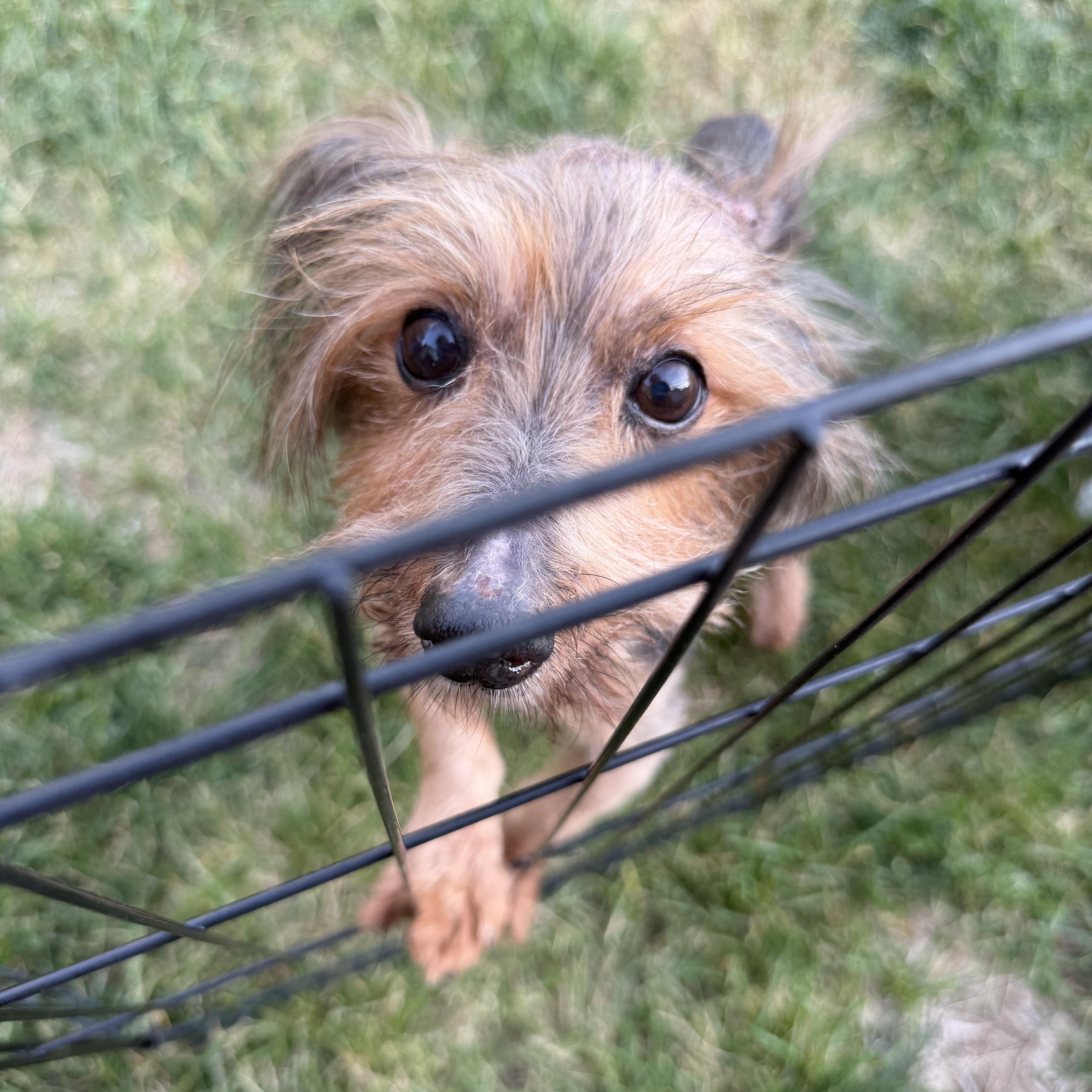Enlarge Harriet, a ADOPTABLE mixed breed in Bettendorf, IA image 1/4