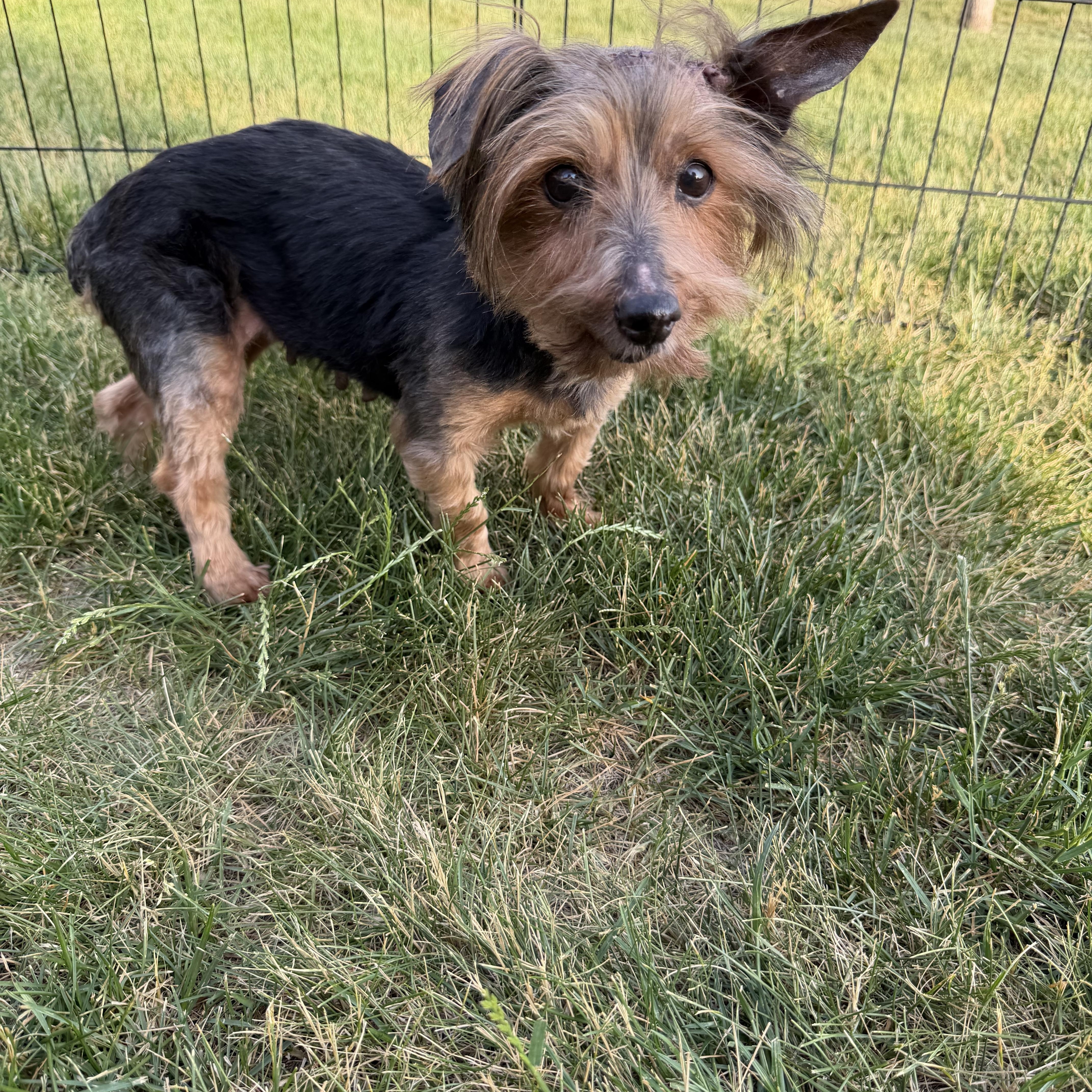 Enlarge Harriet, a ADOPTABLE mixed breed in Bettendorf, IA image 3/4