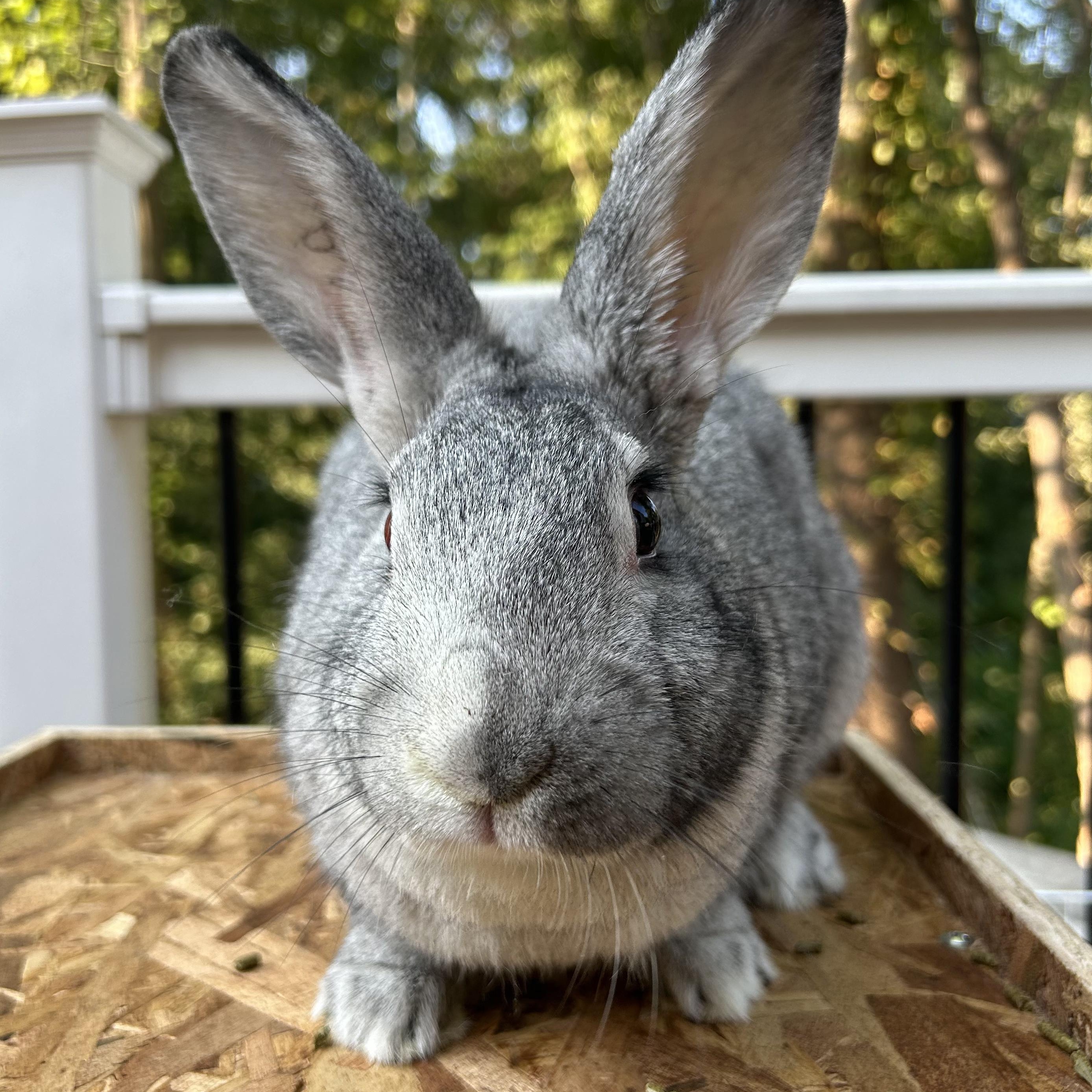 Enlarge Queen Charlotte, an adoptable Chinchilla in Columbia, MD image 5/6