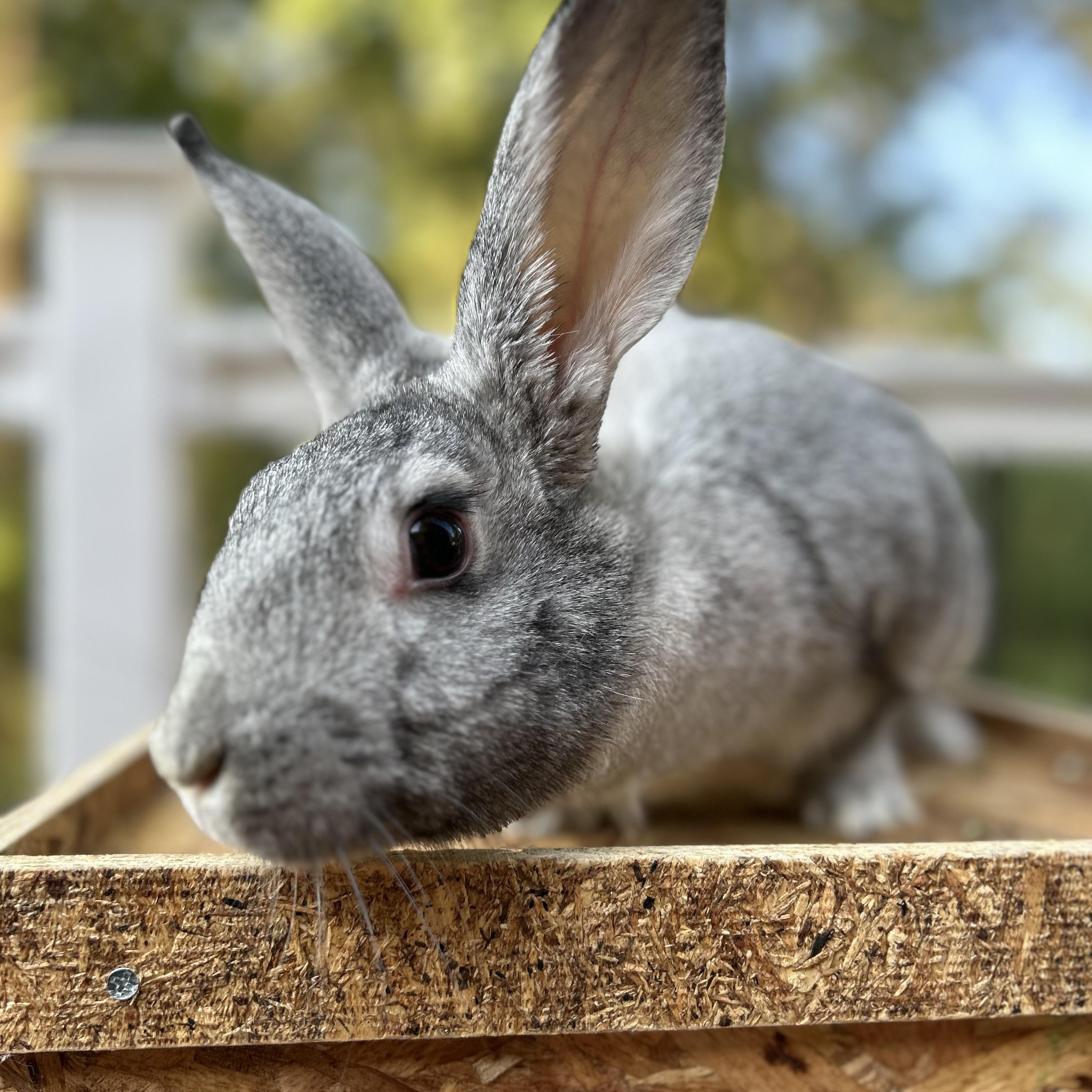 Enlarge Queen Charlotte, an adoptable Chinchilla in Columbia, MD image 6/6