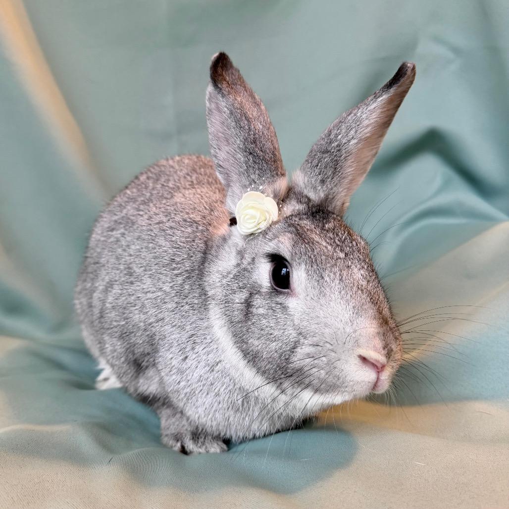 Enlarge Queen Charlotte, an adoptable Chinchilla in Columbia, MD image 4/6