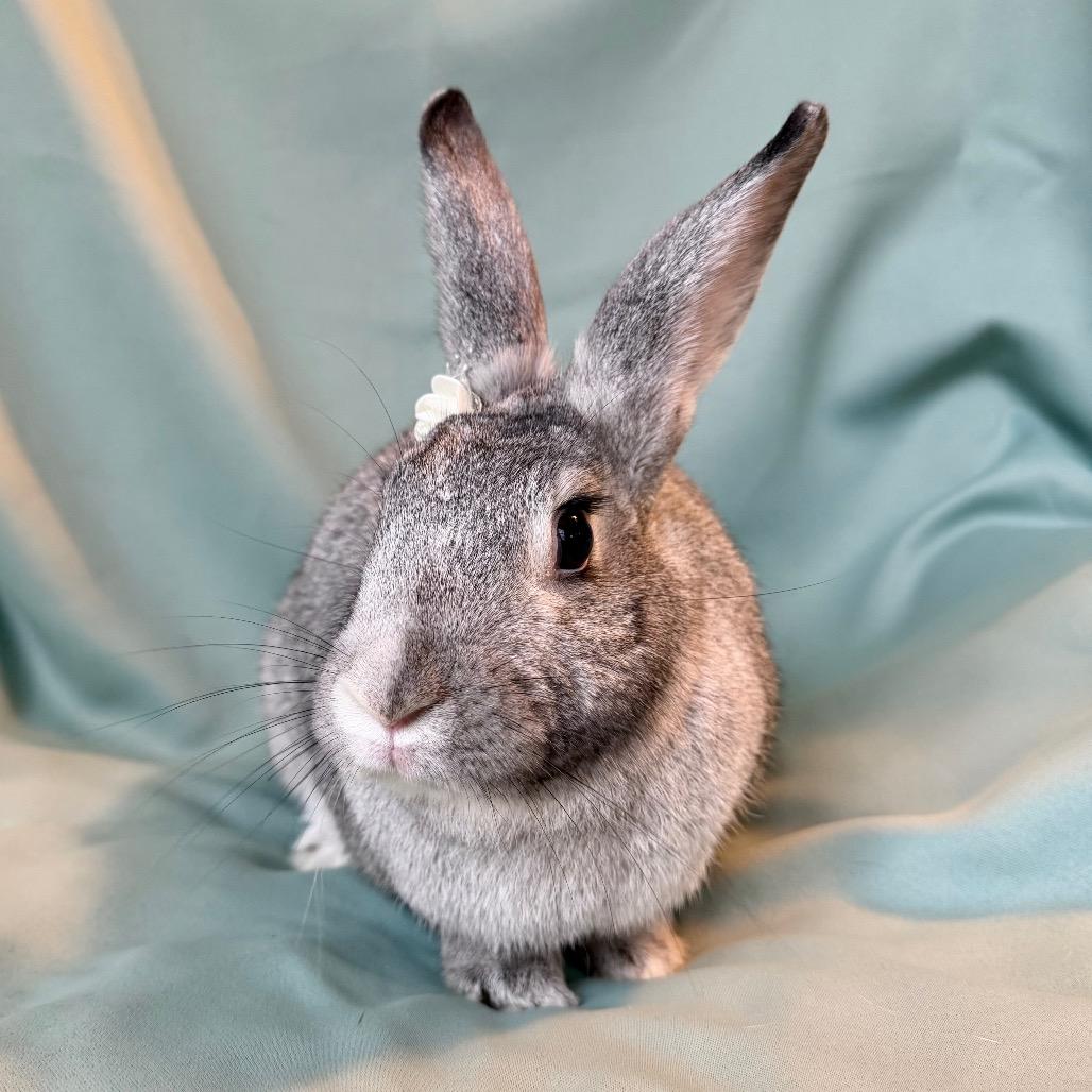 Enlarge Queen Charlotte, an adoptable Chinchilla in Columbia, MD image 1/6